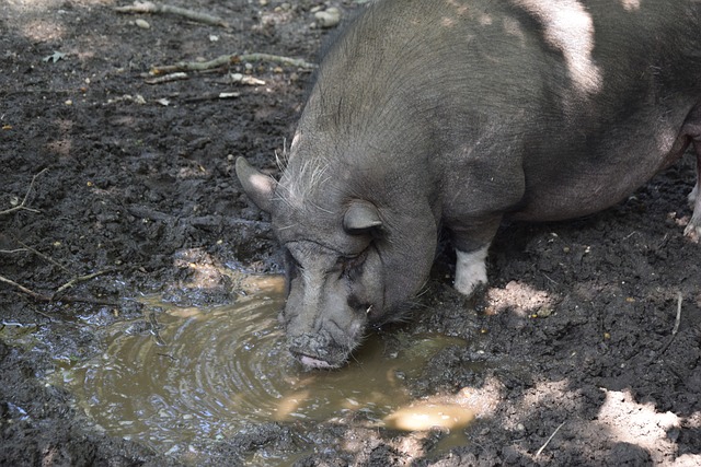 王朝！全北队史第6次夺韩国杯冠军，时隔五年再获双冠王殊荣
